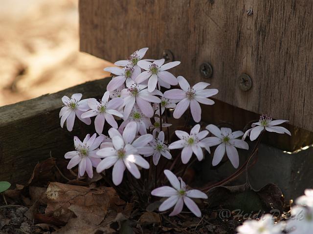 Hepatica nob. Sanssouci.JPG